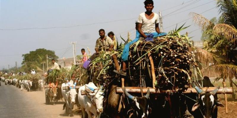 मोदी सरकार ने गन्ना किसानों को दी राहत, 20 रुपये/क्विंटल बढ़ाए दाम