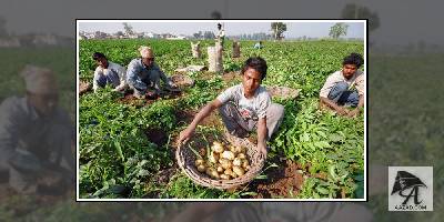 पेप्‍सिको ने गुजरात के आलू किसानों पर दर्ज कराया केस, मुआवजे के तौर पर १ करोड़ की मांग