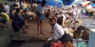 Deonar Bakra Mandi - India's Largest Goat Market